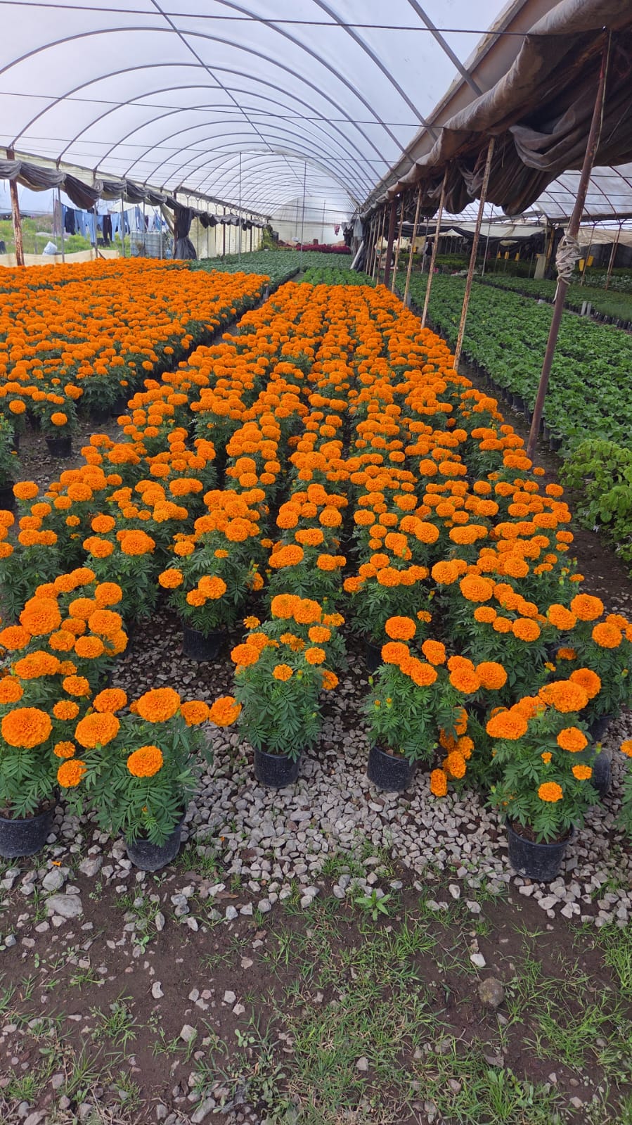 Cempasúchil marigold en maceta con flor naranja