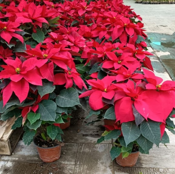 Nochebuena roja en maceta, lote de mayoreo en vivero